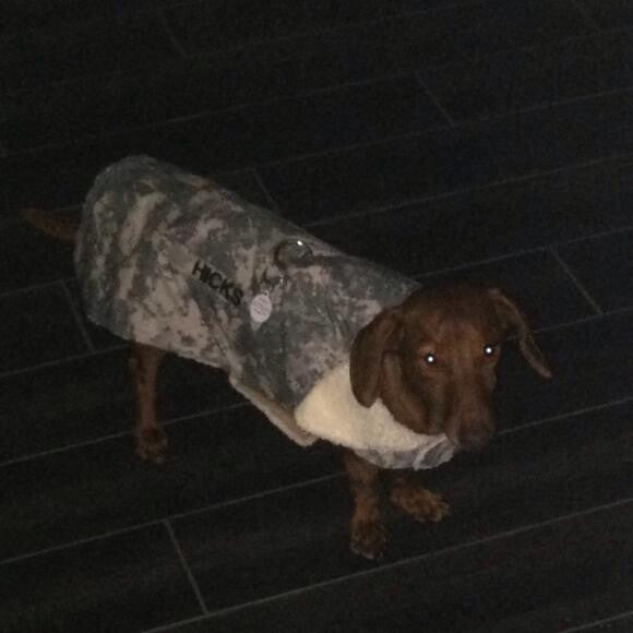 Harry getting ready for a walk in the cold!