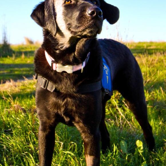 Odetta, my faithful service dog and greatest companion!
