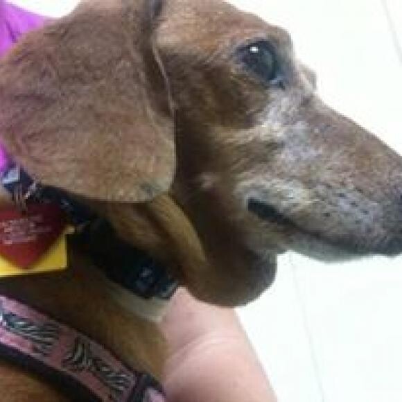 Peewee's big pouch under his neck due to oral neglect: infection, saliva, &blood