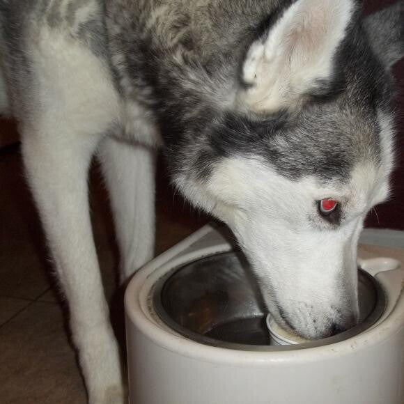 Here is our birthday boy enjoying some doggie ice cream! n
