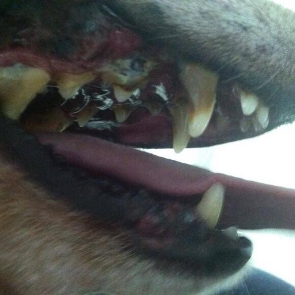 View 2 of Peewee's mouth the day after I got him, June 20, 2013