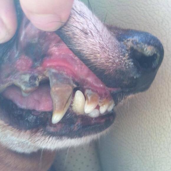 Angry gums and an extremely receded gum line over the canine. Pre-molar fell out