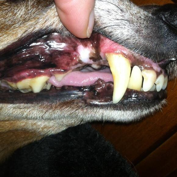 Peewee's teeth 8 months later- no plaque build up, no tartar thanks to THK