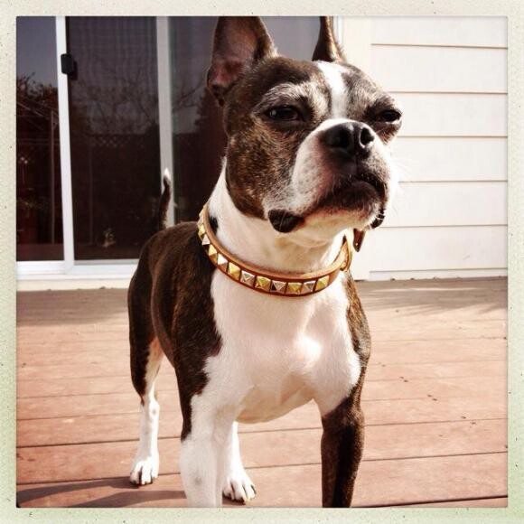 Prancer the Boston