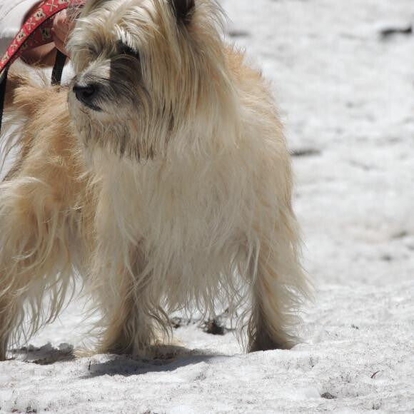 Meet Ozzy, our wizard of Oz Toto Cairn Terrier!