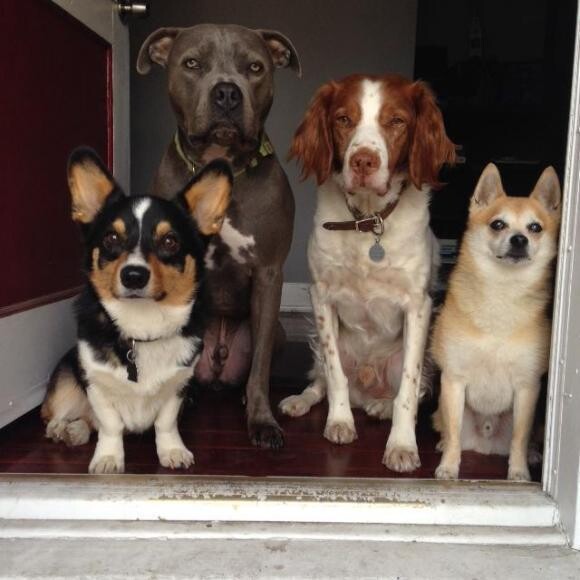 Our four boys