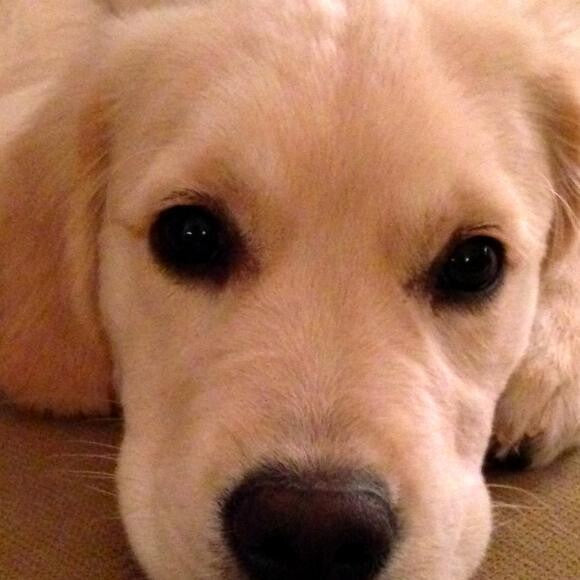 Gracie