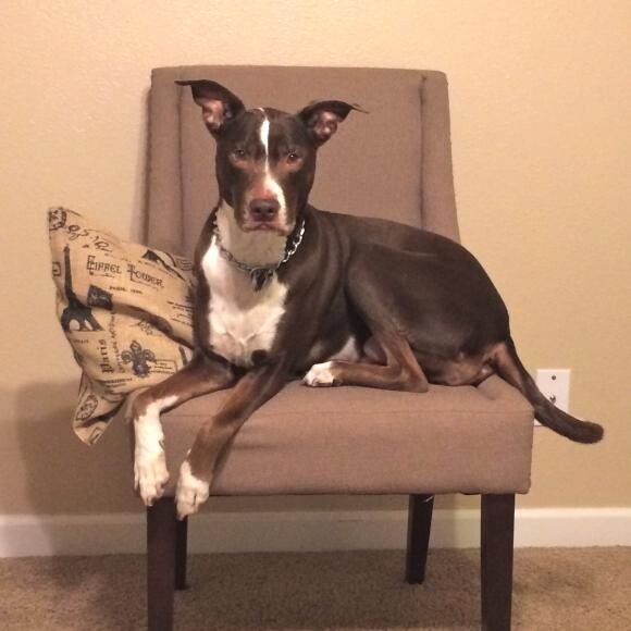 Sia in her chair- in my office...making sure I work!