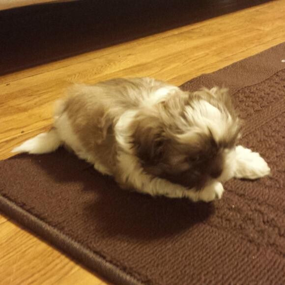 Pustulio is a puppy who loves anyone and everyone!