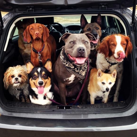 Clown car!