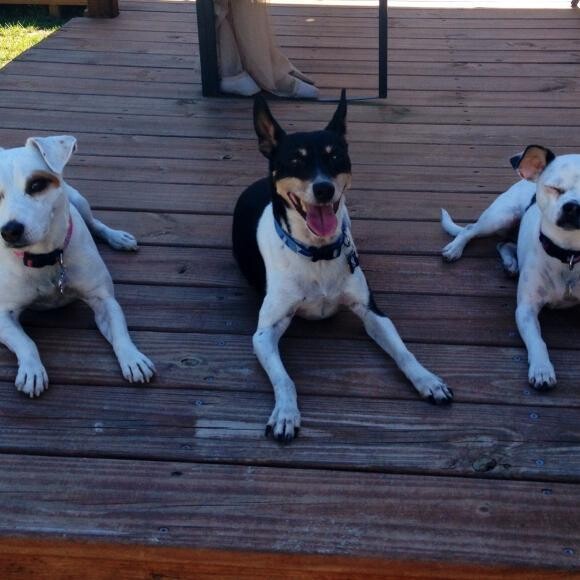 Yippie and His Sisters, Tic Tac & ABA (they also get Honest Kitchen)