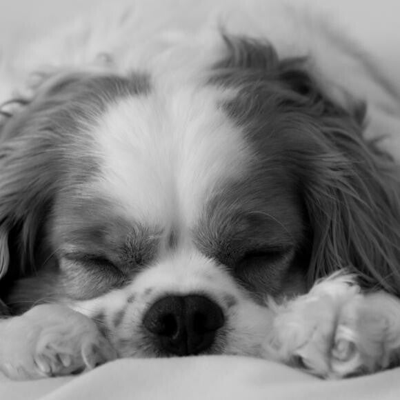 Sleepy Dog
