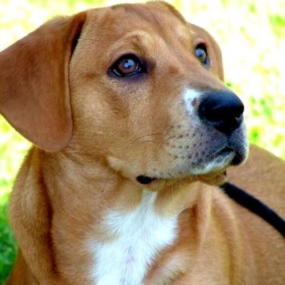 Ginger at 1 yr