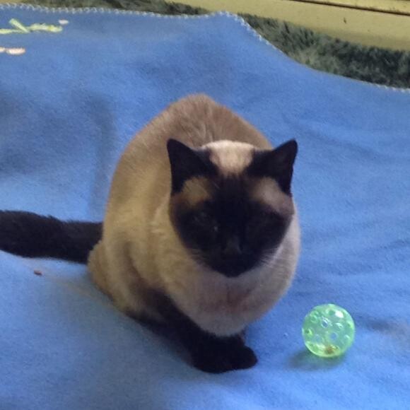 Mini, VA9894 SCRC came into rescue starving. Grace was her 1 st food n n n n