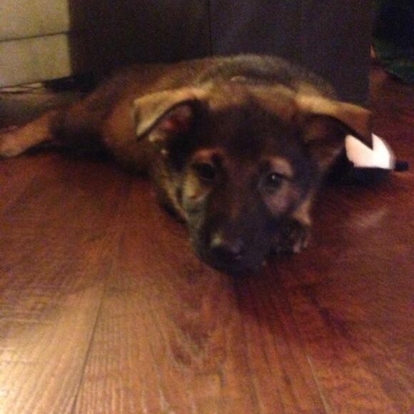 Harley is a Sable German Shepherd born on Oct 31st! nHe is the best pup I have ever had!