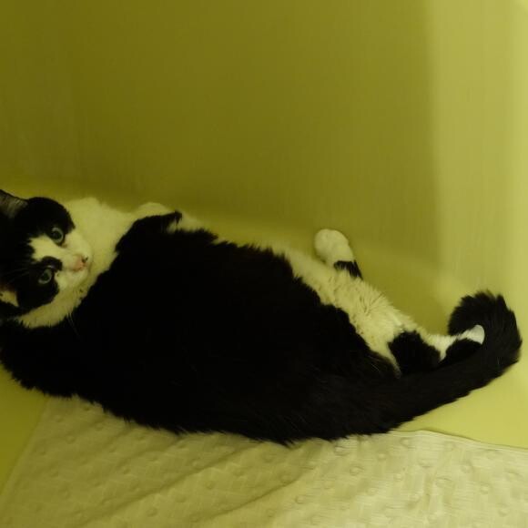 So much cat to love!