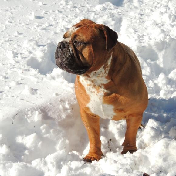 Bradley loving the snow!