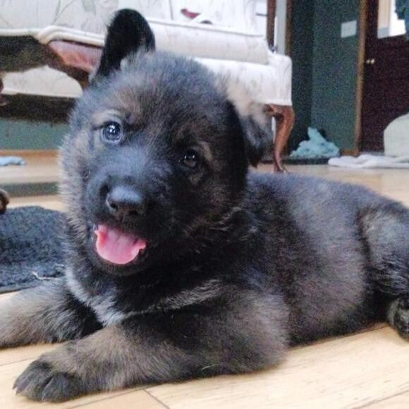 one month old