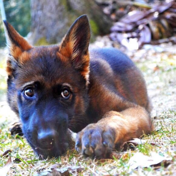Innocence!