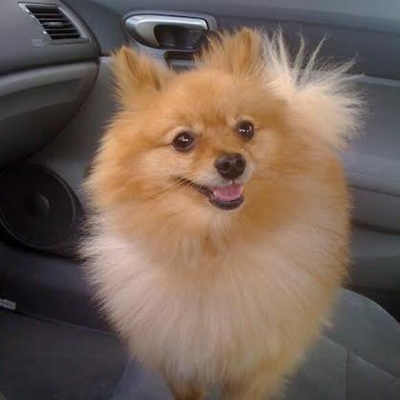 Buddha, exited for his car ride.