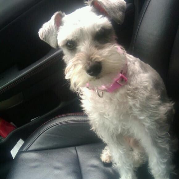 This is Hurley Willow