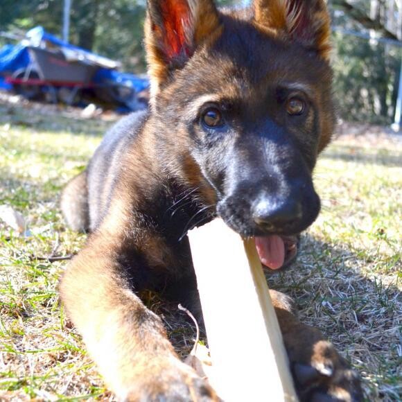 3 months old
