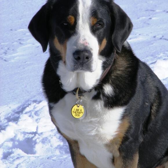 Annie, 12 years YOUNG, a TDI dog, and still going STRONG and HEALTHY