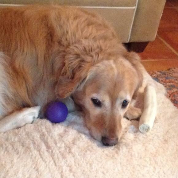 I'm so happy as long as I have a ball!