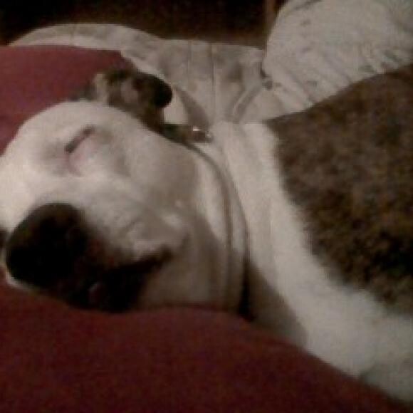 My 10 yr. old pitbull...PERSON!