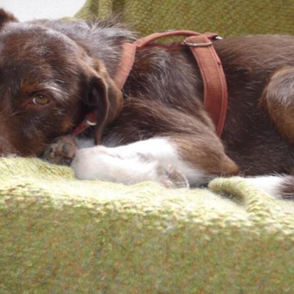 Several years later, lounging about and showing off his green eyes.