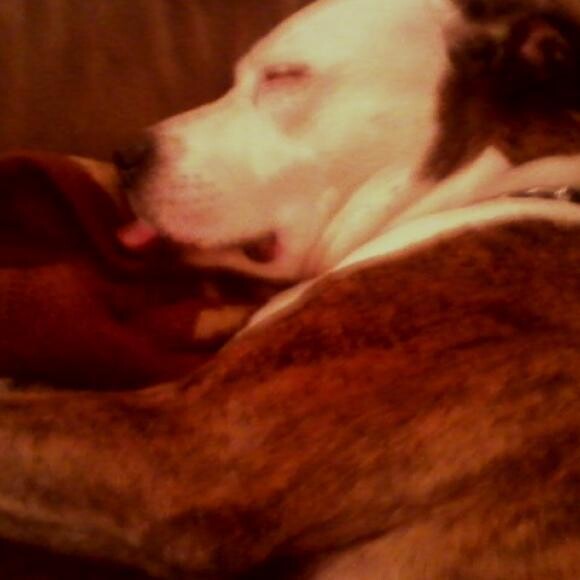 Afternoon nap time....notice the tongue part way out!