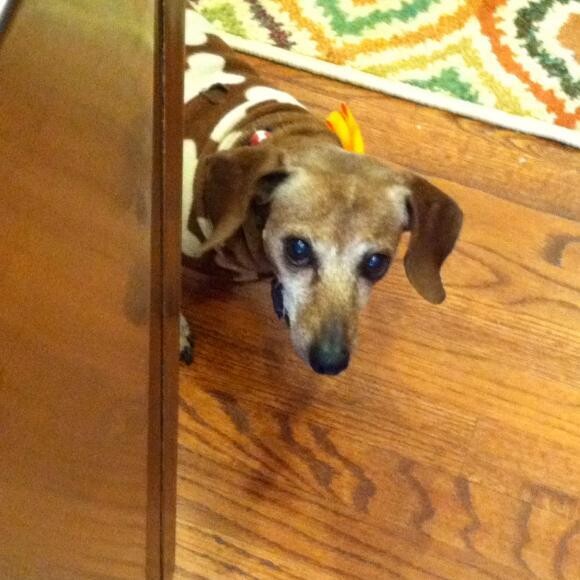 Bud Man Ready for Dinner