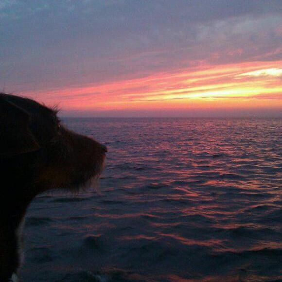 Osito is now in his senior years. My best friend. I just hope he is not in pain.