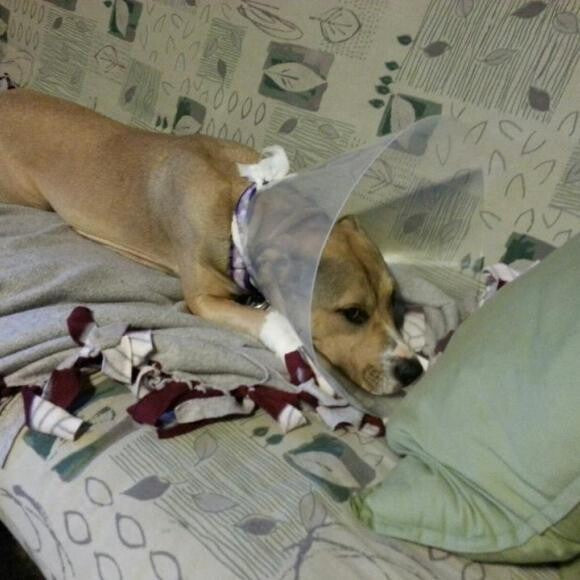 Post spay, cone of shame :(