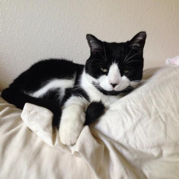 Prowl helps my sensitive tummy. :) I no longer puke on moms rug.