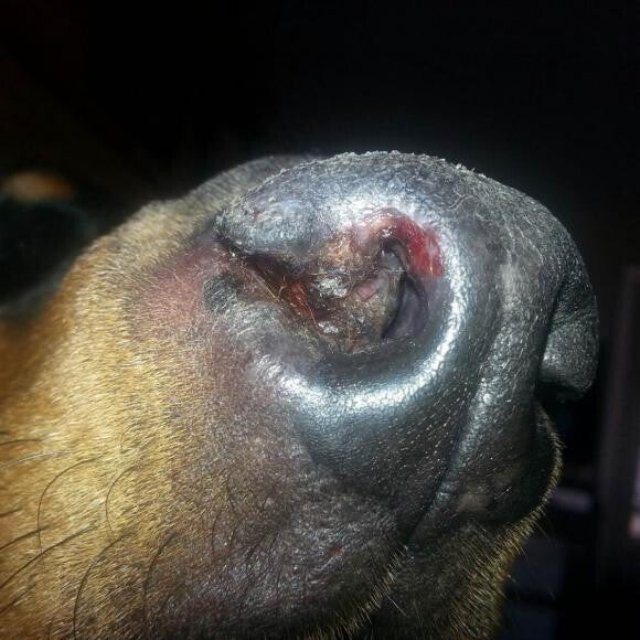 Sora's nose is being destroyed by Blasto.