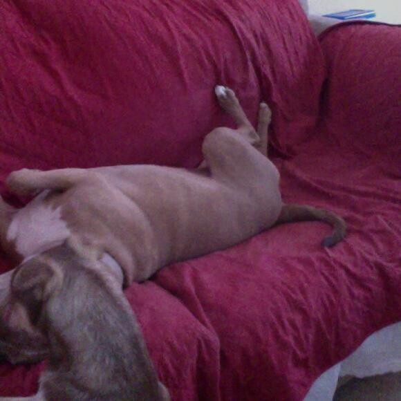 Daisy healed and playing with our other dog Coco.