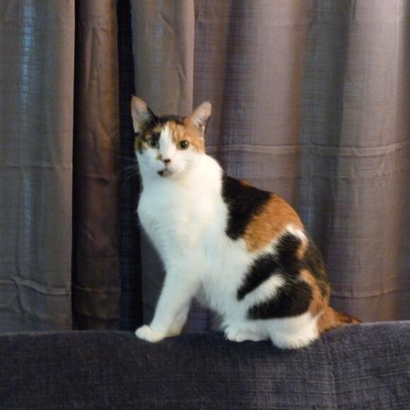 Gidget
