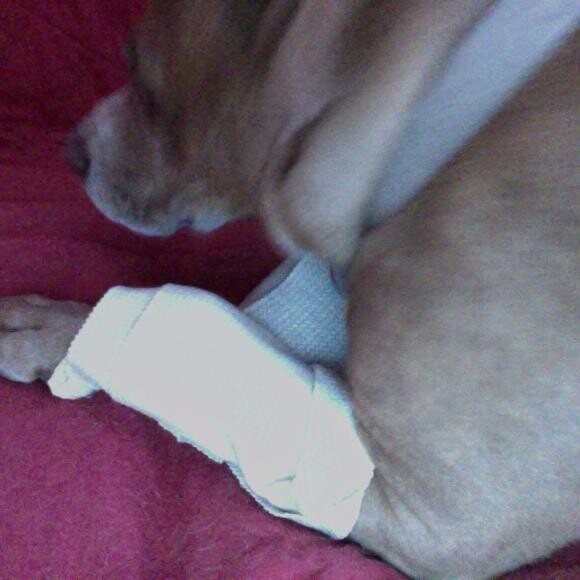 Another picture of Daisy with her cast.