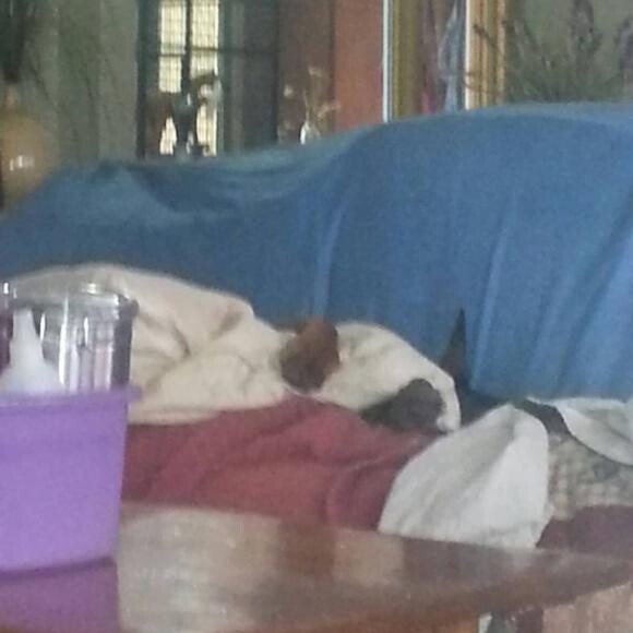 WAS VERY SICK. Under blankets cuddling a pillow between her front legs.