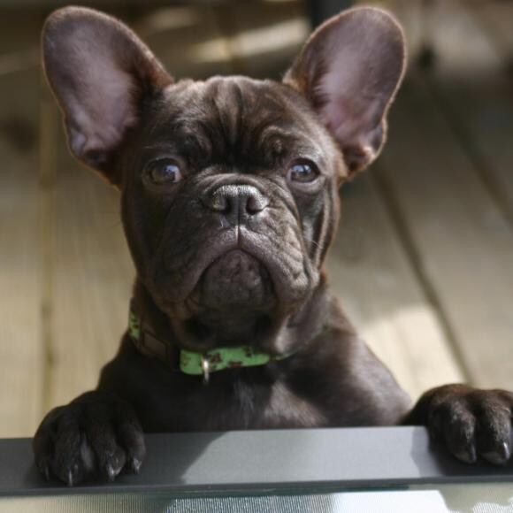 Frenchie with allergies NO MORE!