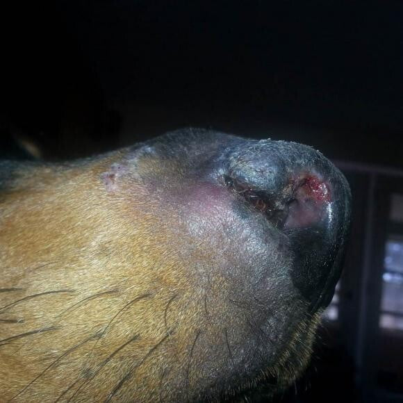 Sora's nose being eaten away with Blastomycosis