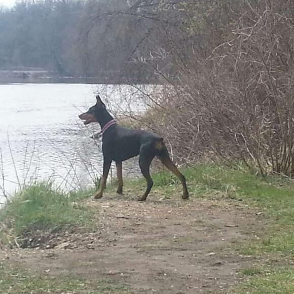 Sora, happy to be on walks along the river again!
