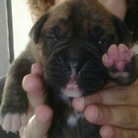 Our Big Boy Zeus!