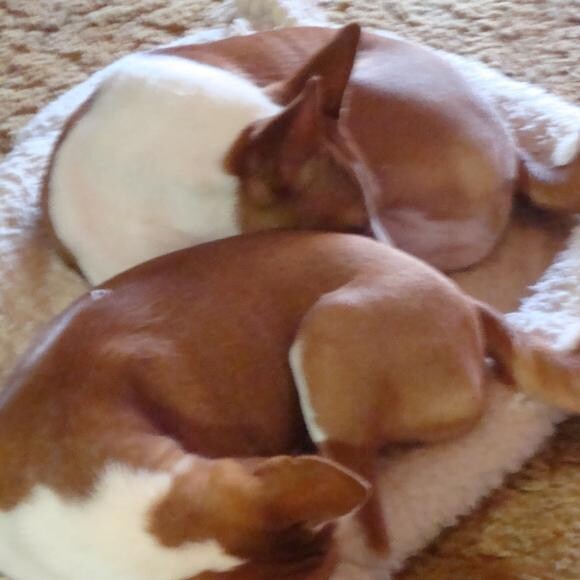 Buddy and Sweetie sleeping