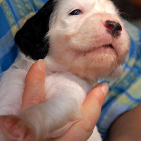 Apollo at 4 weeks. Much bigger now thanks to Honest Kitchen foods...