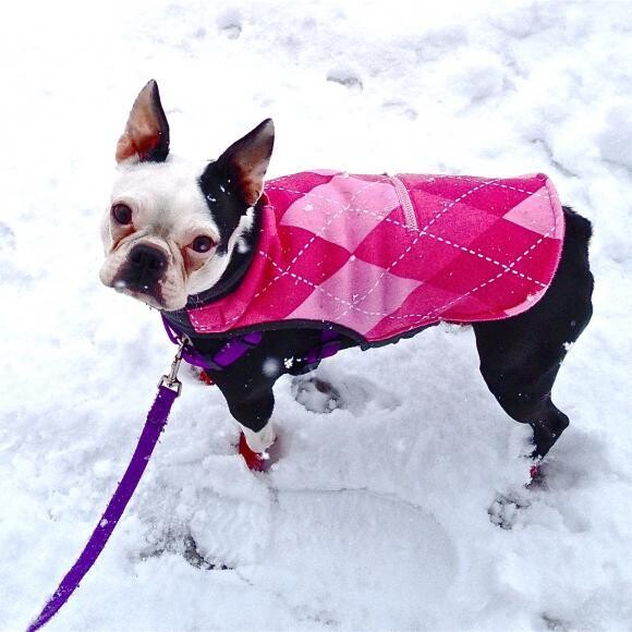 Sophie, a Lab in a Boston's body! Loves the snow...and water too!