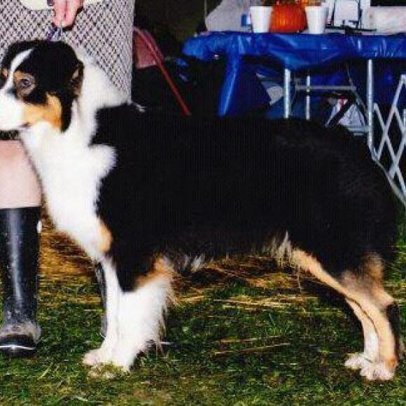 Kaylee winning a 5 Point Major at an AKC Conformation Show