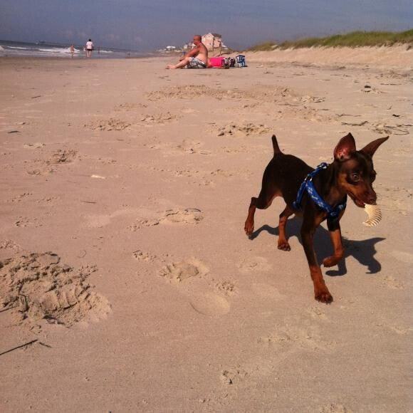 Beach Bum