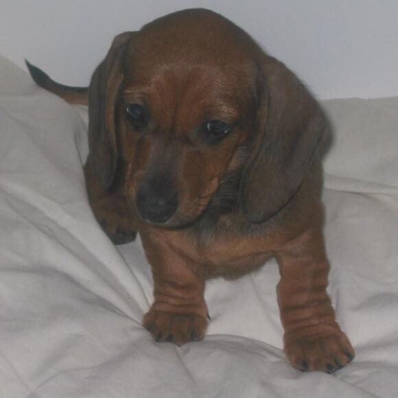 If I am ever sad, I just have to look at this picture of Daisy, to smile !